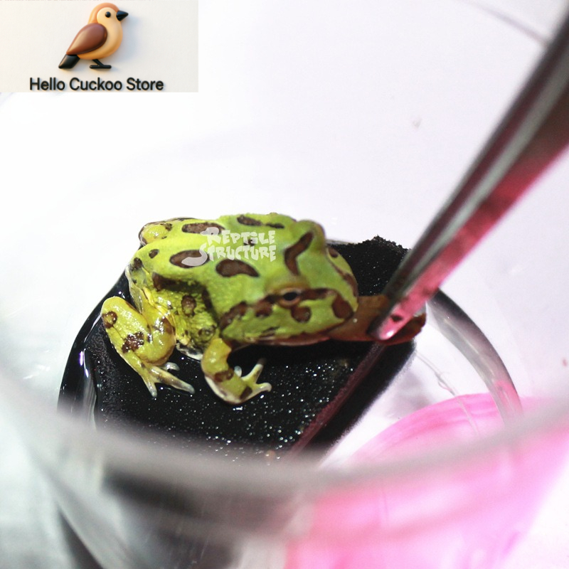 อาหารกบเขาแบบเม็ดและผง อาหารสั - Calcium Powder Reptile บทวิจารณ์และราคา