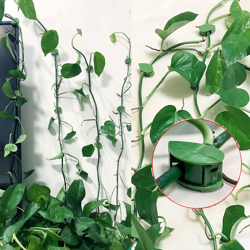 10/30/50 ชิ้น คลิปยึดต้นไม้ปีน - Vine Climbing Plastic บทวิจารณ์และราคา